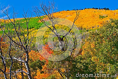 October on Grand Mesa Stock Photo