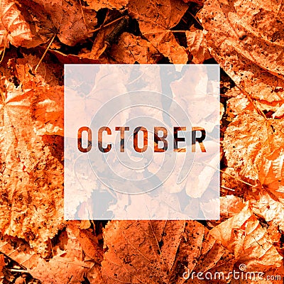 October, greeting text on colorful fall leaves background. Word October with colorful leaves Stock Photo
