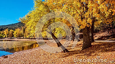 October in Morocco, with autumn foliage on poplar trees next to a lake in Ifrane National Park, located in the Middle Atlas Mounta Stock Photo