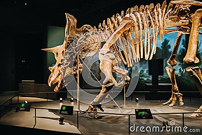 October 2023 - Prague, Czechia. Triceratops skeleton model in Dinosaur Museum Editorial Stock Photo