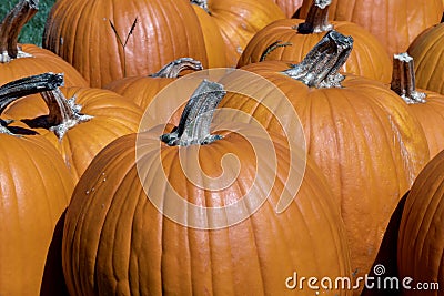 October Pumpkins patch Stock Photo