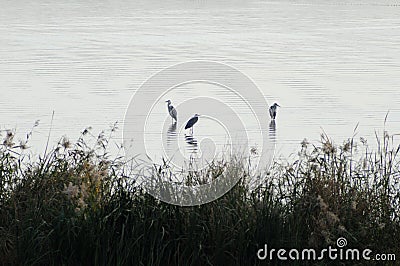 2019103003ï¼šThree Herons in the reservoir. Editorial Stock Photo