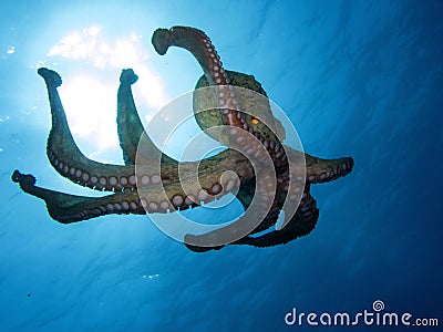 Octopus Stock Photo