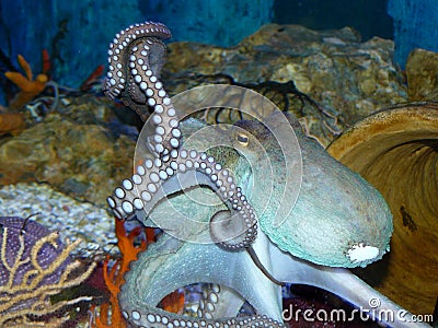 Octopus Stock Photo