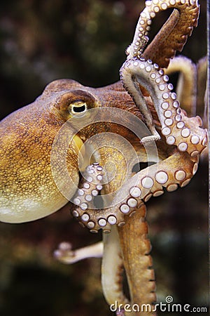 Swimming Octopus with Tentacles curling Stock Photo