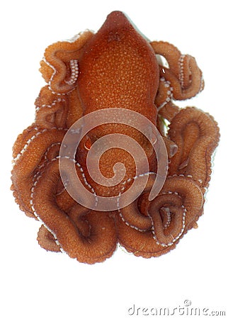 Octopus Stock Photo