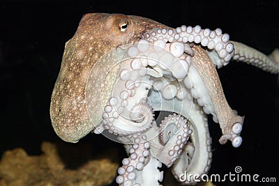Octopus Stock Photo