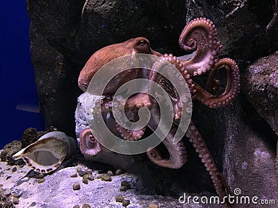 Octopus Stock Photo