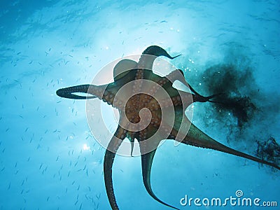 Octopus and black ink Stock Photo