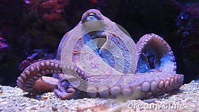 Asian Octopus Sex