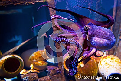 Octopus Editorial Stock Photo