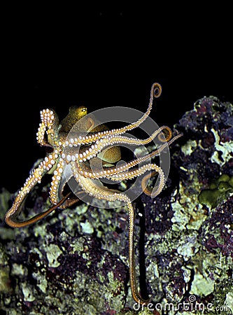 OCTOPUS octopus cyanea Stock Photo