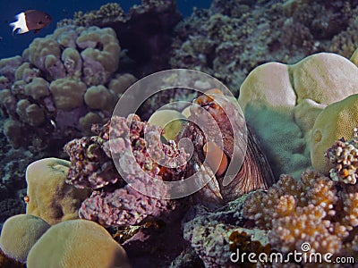 Octopus cyanea Stock Photo