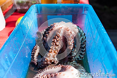 Octopus eating cooking Stock Photo