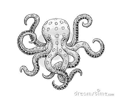 Octopus Engraving Illustration Vector Illustration