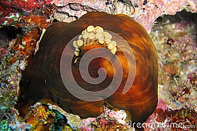Octopus in the filipino sea January 18, 2012 Stock Photo