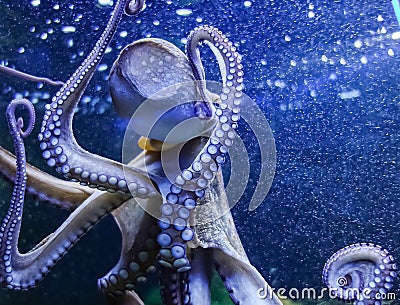 Octopus Glass Sucker . Bluish purple octopus in dynamic water full of small bubbles . The octopus presses the back of its head Stock Photo