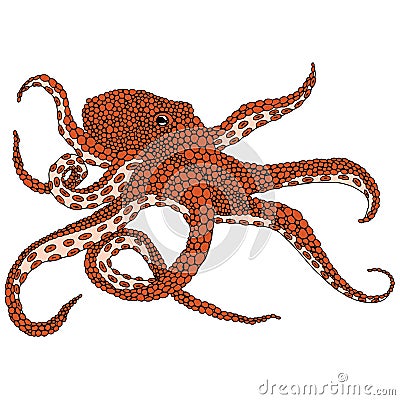 Octopus illustration Vector Illustration