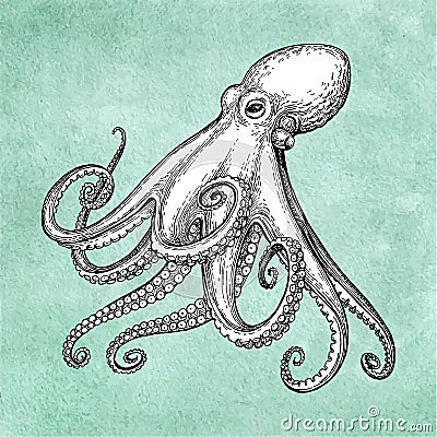 Octopus ink sketch Vector Illustration