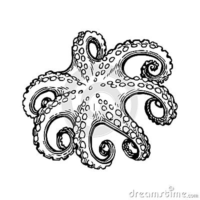Octopus ink sketch. Vector Illustration