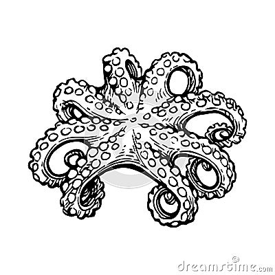 Octopus ink sketch. Vector Illustration