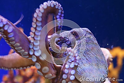 Octopus in a marine aquarium Stock Photo