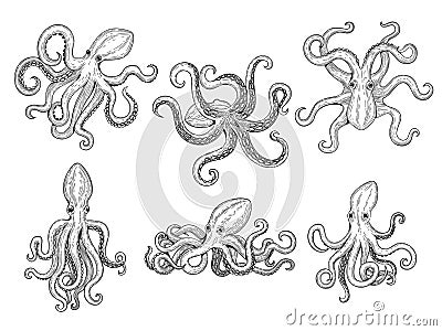 Octopus. Ocean fishes big underwater monster wild squid vector hand drawn marine tattoo template Vector Illustration