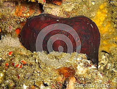 Octopus in the filipino sea February 7, 2010 Stock Photo