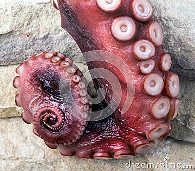 Octopus on Rocks. Stock Photo