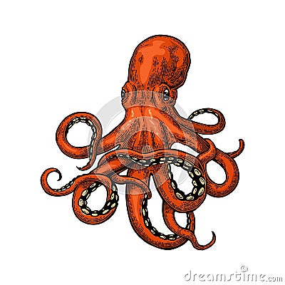 Octopus. Sea Monster Vector Illustration