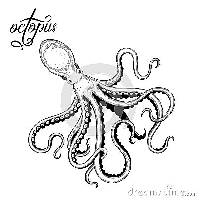 Octopus. Seafood. Vector Illustration