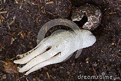 Octopus Stinkhorn, strange spongy mushroom with shape of human h Stock Photo