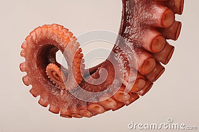 Octopus Tentacle Stock Photo