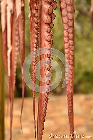 Octopus tentacles close-up Stock Photo