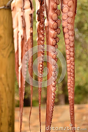 Octopus tentacles drying Stock Photo