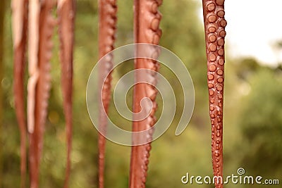 Octopus tentacles drying in the sun Stock Photo