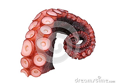 Octopus Stock Photo