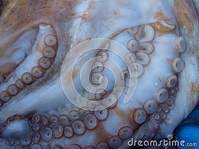 Octopus tentacles Stock Photo