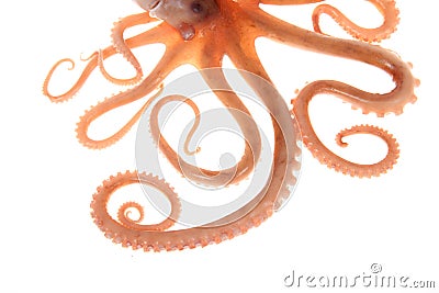 Octopus tentacles Stock Photo