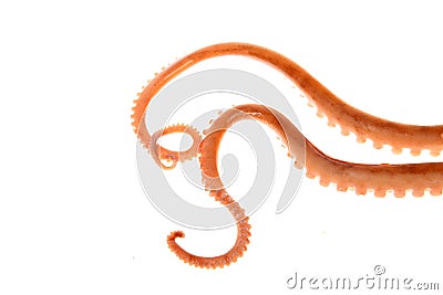 Octopus tentacles Stock Photo