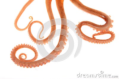 Octopus tentacles Stock Photo