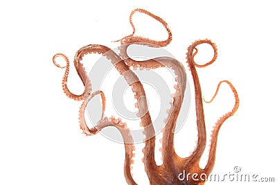 Octopus tentacles Stock Photo