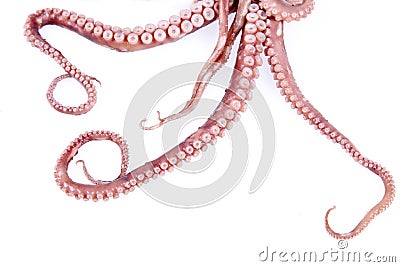 Octopus tentacles Stock Photo