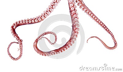Octopus tentacles Stock Photo