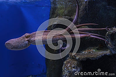 Swimming octopus underwater close up portrait Stock Photo