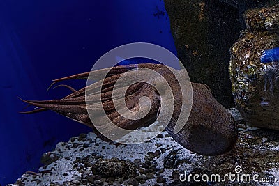 Swimming octopus underwater close up portrait Stock Photo