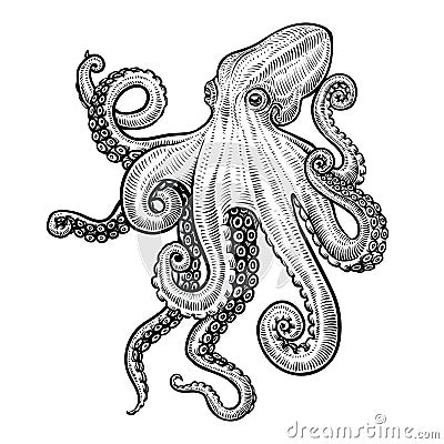 Octopus vector hand drawn illustration. Vector Illustration