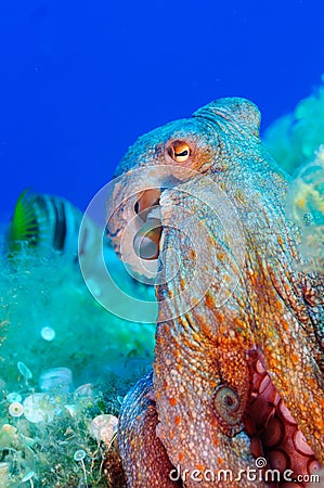 Octopus vulgaris in Mediterranean seabed Stock Photo