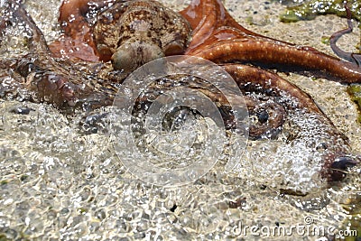 Octopus vulgaris wildlife animal Stock Photo