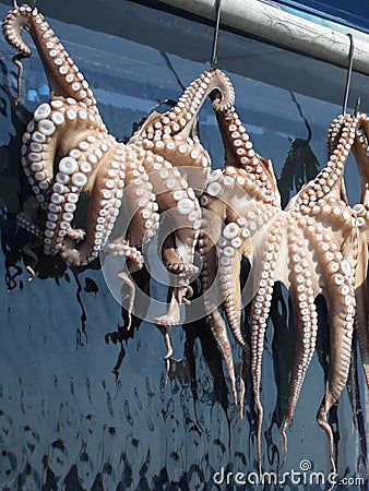 Octopuses Stock Photo